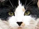 В Великобритании нашли чрезвычайно редкого кота
